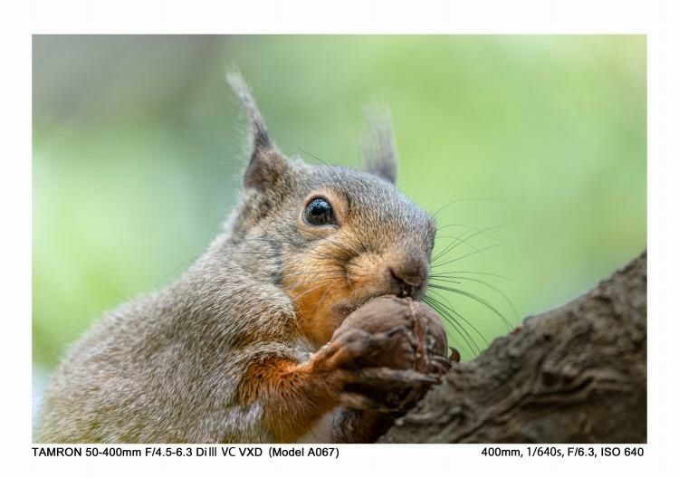 レビューでレンズキャッププレゼント  レンズ タムロン TAMRON 50-400mm F4.5-6.3 Di III VC VXD ソニーEマウント用 A067 フルサイズミラーレス一眼カメラ 対応 ソニー Eマウント用 超望遠ズームレンズ