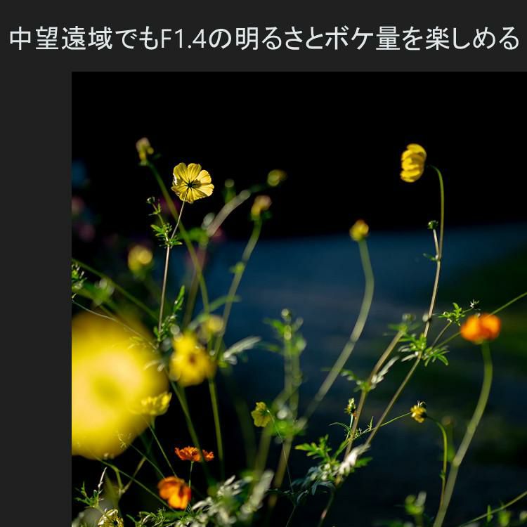 ケンコー ブラックミストフィルター付  レンズ シグマ 広角レンズ 56mm F1.4 DC DN C  EF-Mマウント用