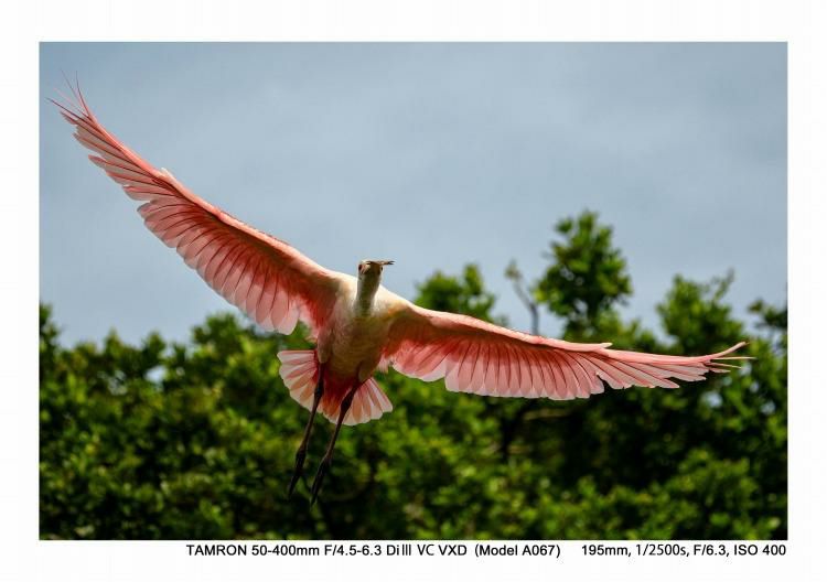 レビューでレンズキャッププレゼント  バッグ付き！ タムロン 50-400mm F4.5-6.3 Di III VC VXD ソニーEマウント用 A067