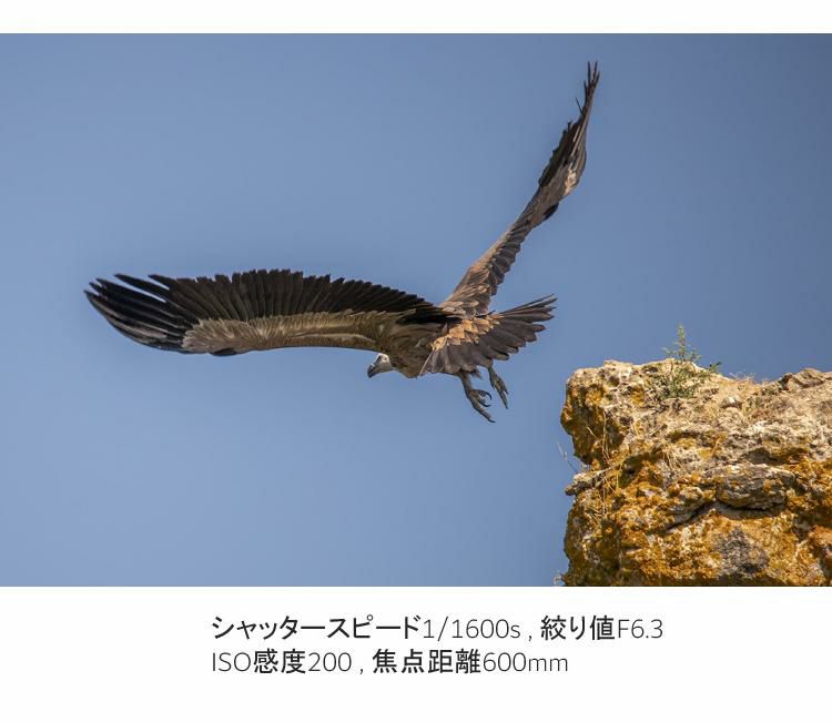 レンズ シグマ 60-600mm F4.5-6.3 DG OS HSM S  キヤノンマウント用 ラッピング不可