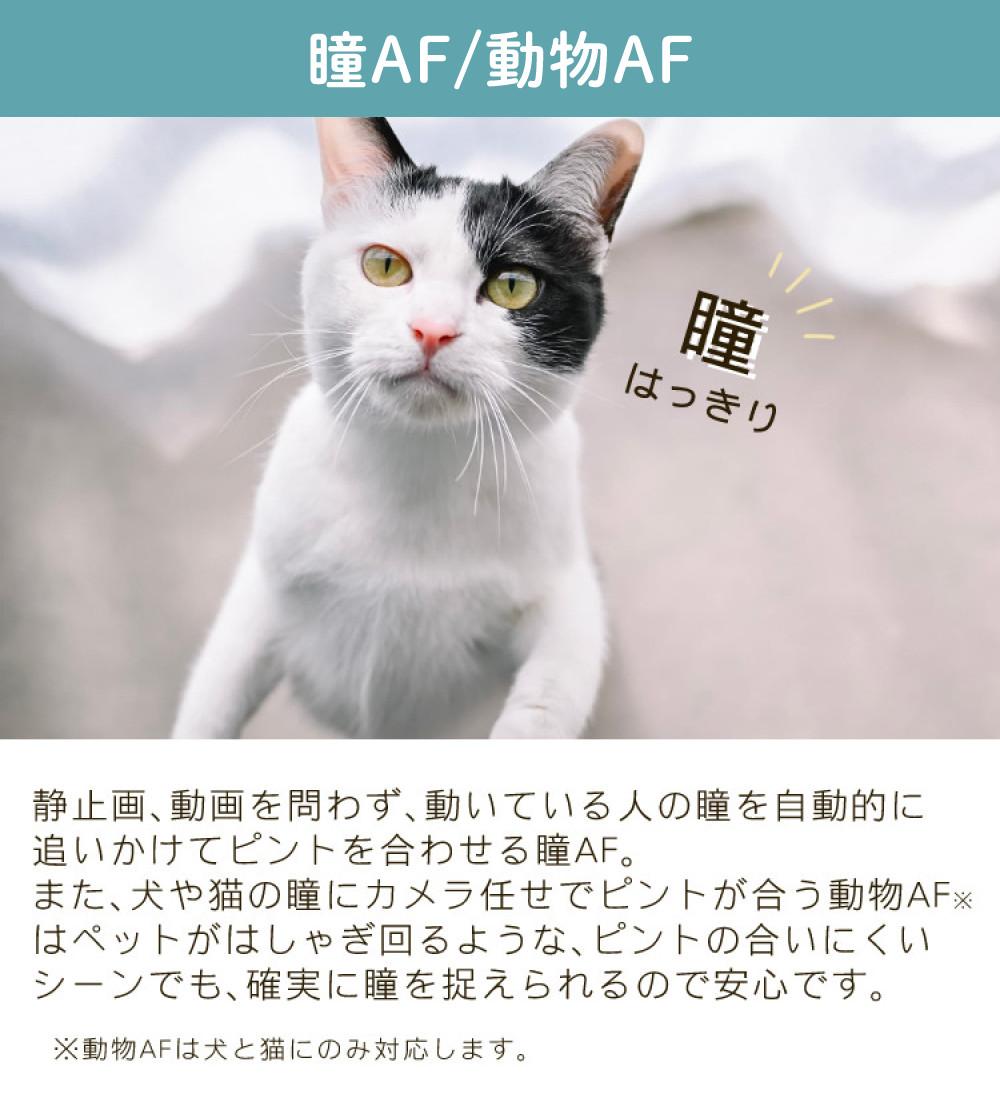 レビューでホットシュープレゼント  Special Editionキット＆便利グッズ付6点セット ニコン Nikon ミラーレス一眼カメラ  Z fc ブラック 28mm f/2.8 Special Edition キット APS-Cサイズ 2088万画素 ゼット Zfc ラッピング不可