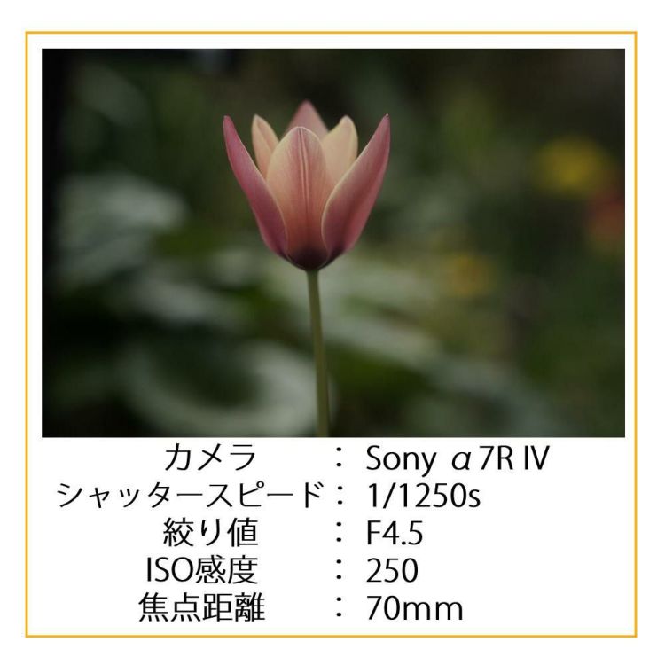 レビュープレゼント シグマ 24-70mm F2.8 DG DN II  Art   ソニーEマウント