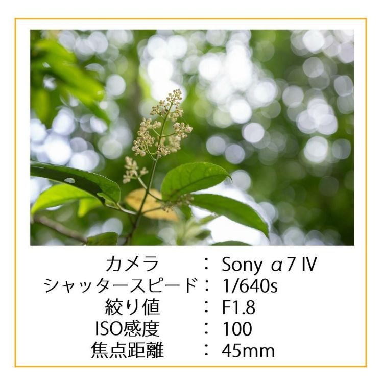 レビューでプレゼント シグマ 28-45mm F1.8 DG DN  A  ソニーEマウント