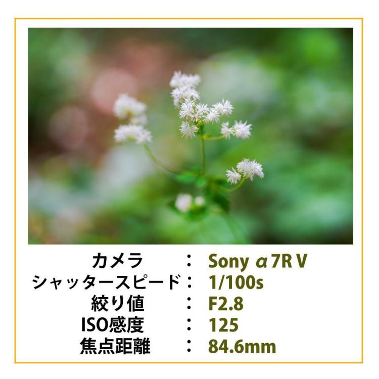 レビューでプレゼント シグマ 28-105mm F2.8 DG DN A  ソニーEマウント用